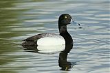 Greater Scaupborder=